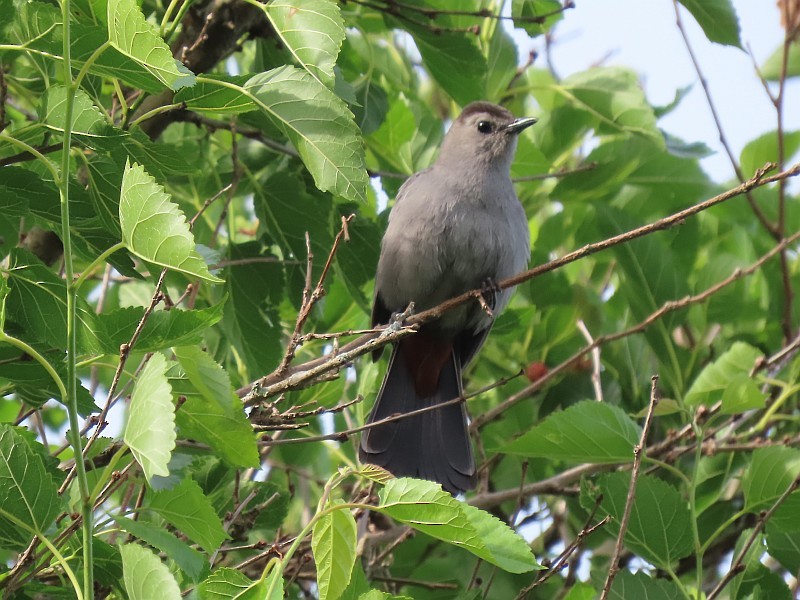 Pájaro Gato Gris - ML619950514