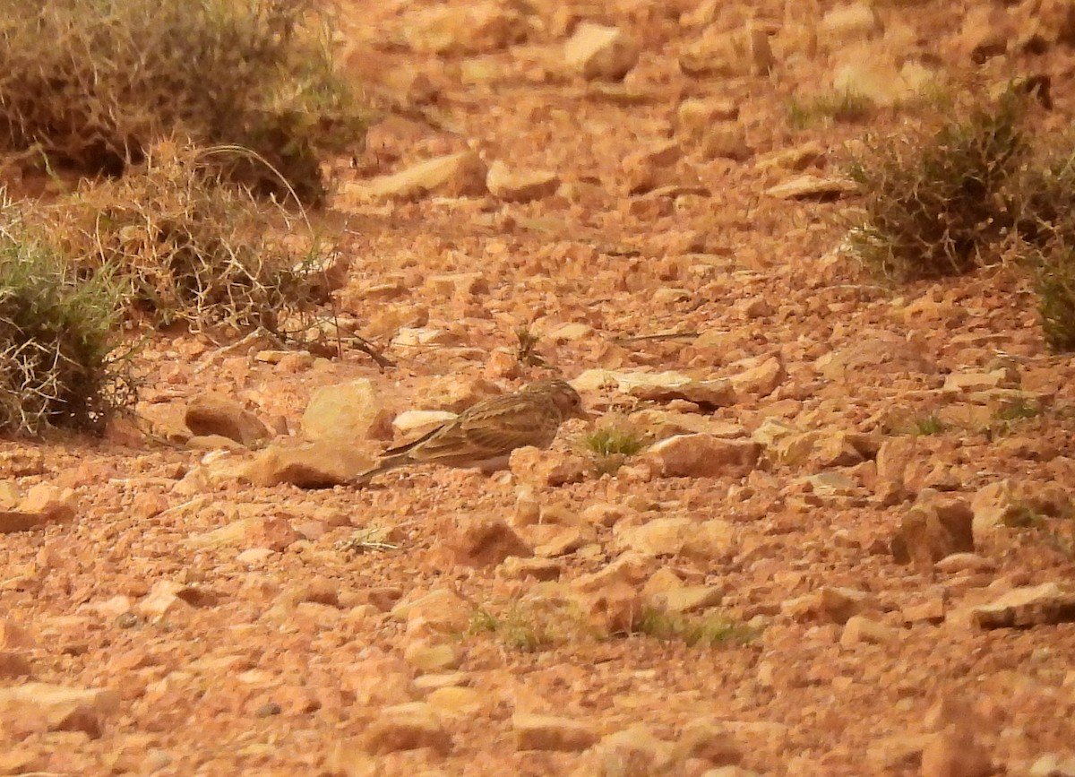 Mediterranean Short-toed Lark - ML619950523