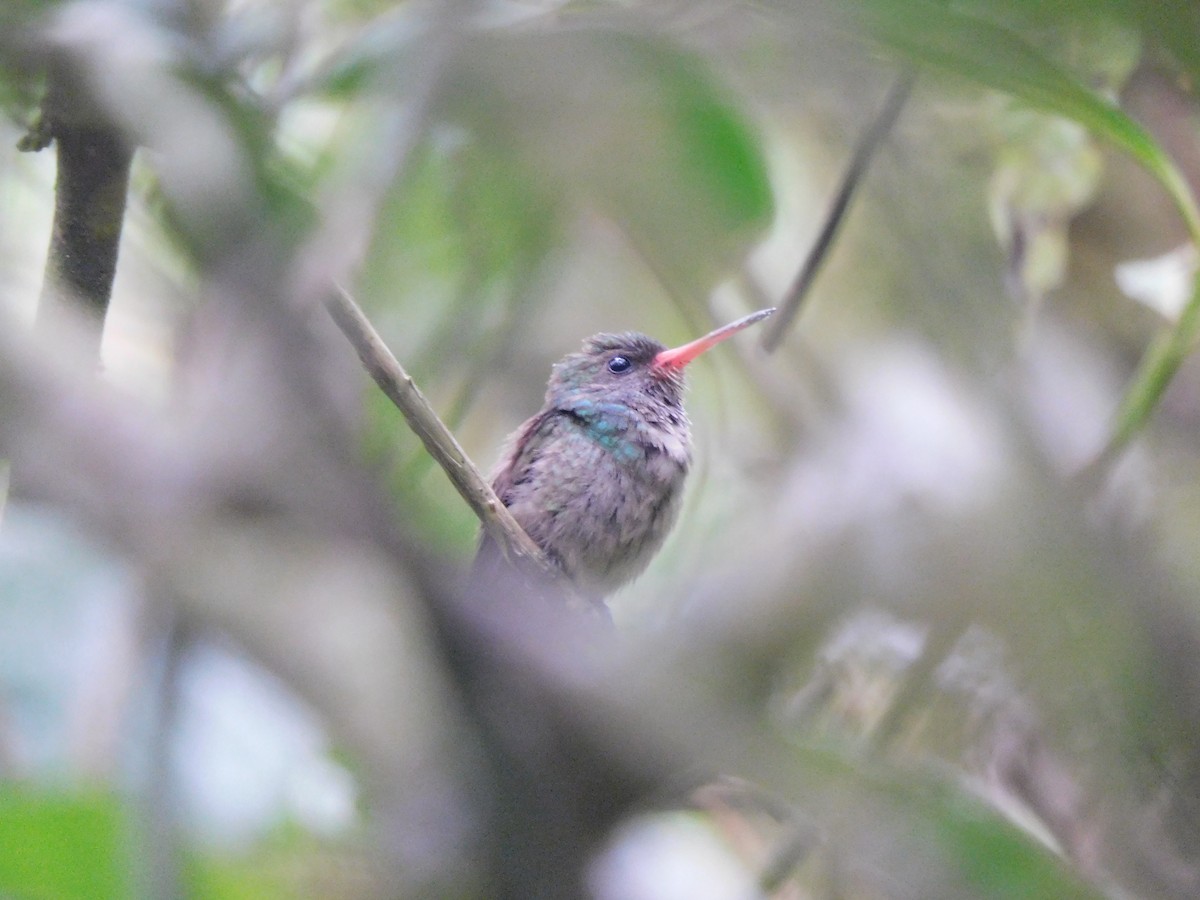 オウゴンサファイアハチドリ - ML619950534