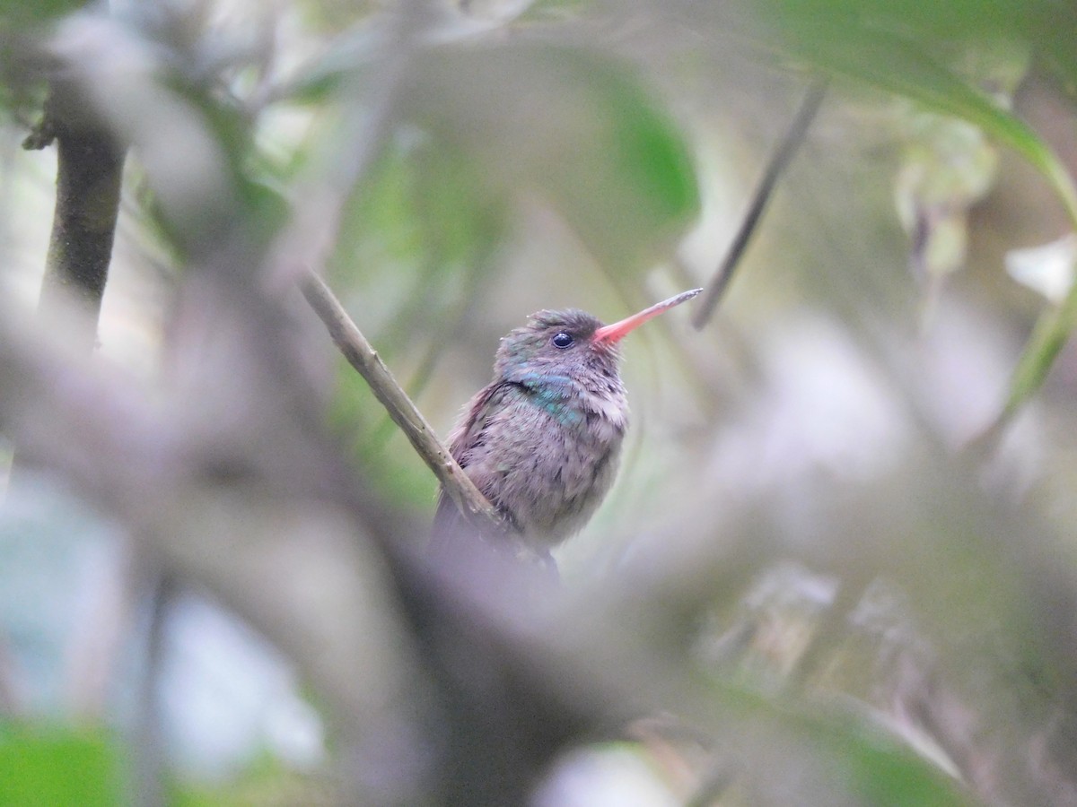 Blue-throated Goldentail - ML619950535