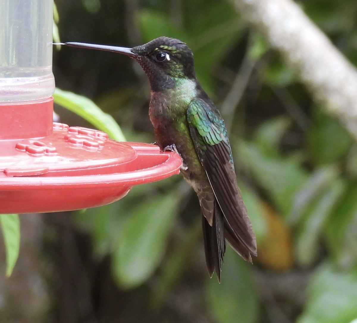 Talamanca Hummingbird - ML619950540