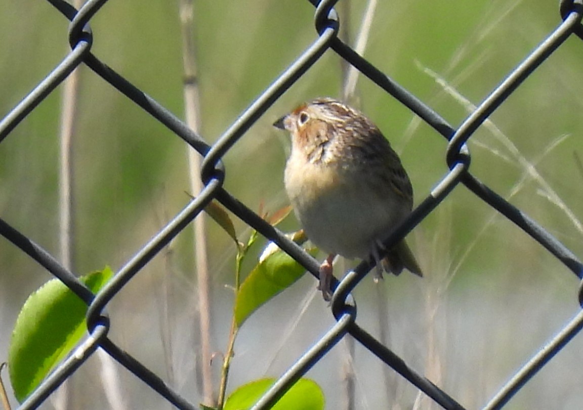 Grasshopper Sparrow - Carol Baird Molander