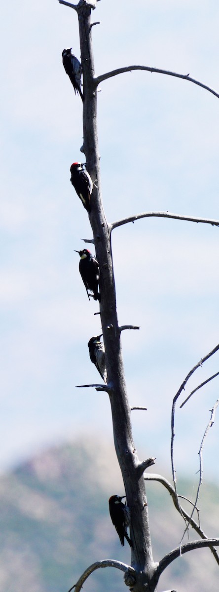 Acorn Woodpecker (Acorn) - ML619950548