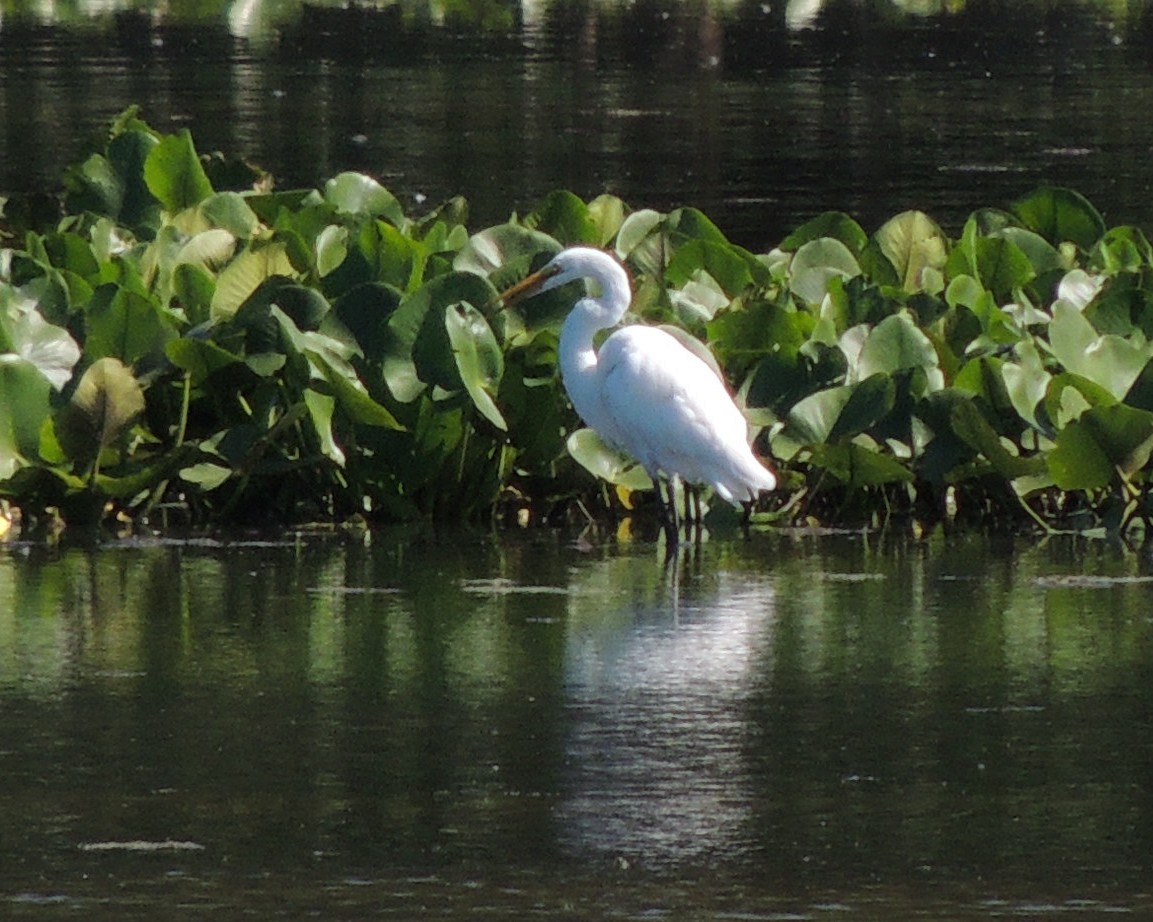 Great Egret - ML619950549