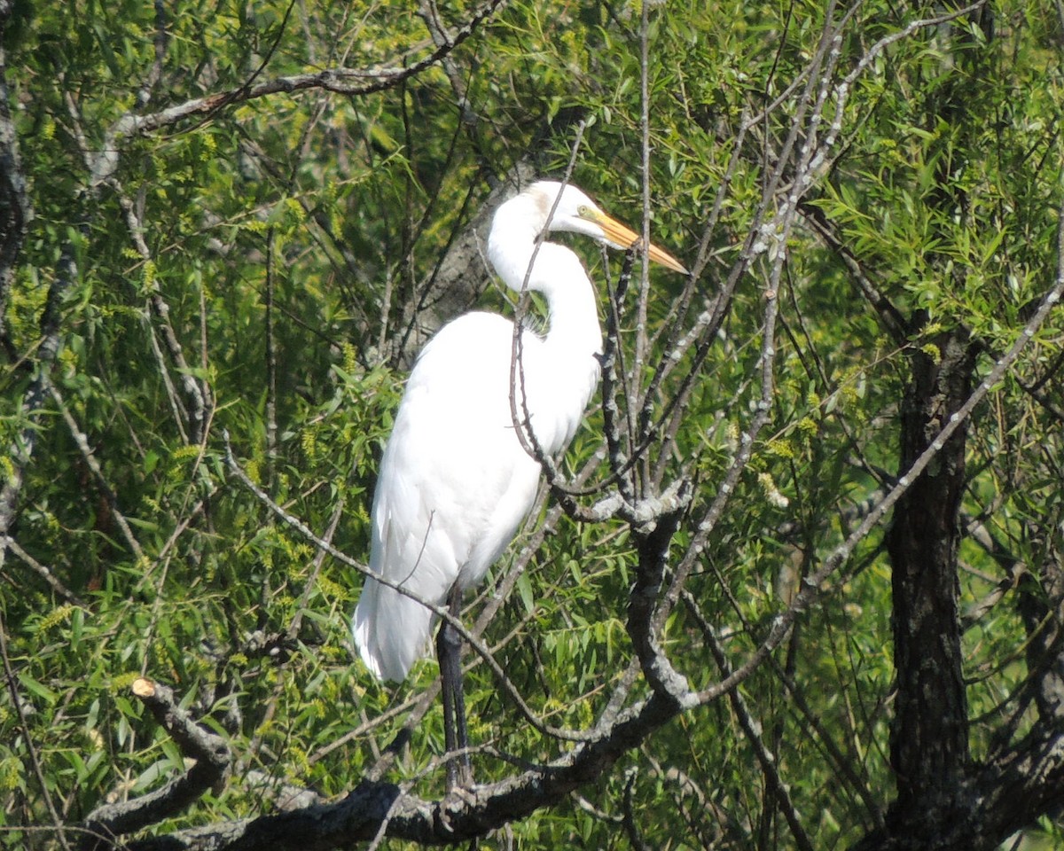 Great Egret - ML619950551