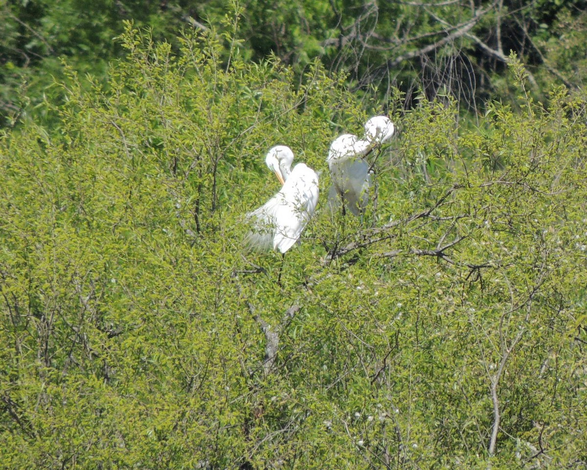 Great Egret - ML619950553