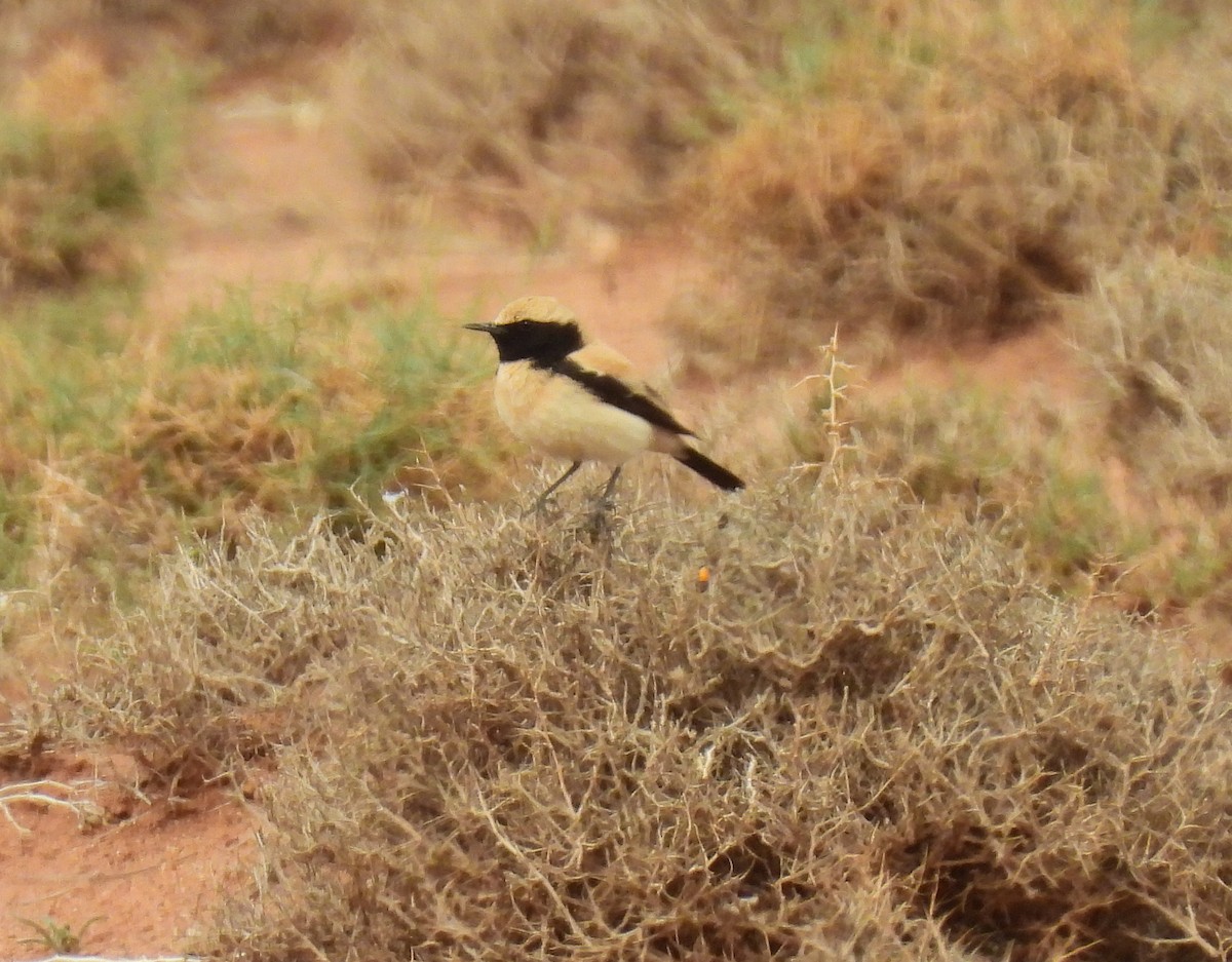 Desert Wheatear - ML619950560