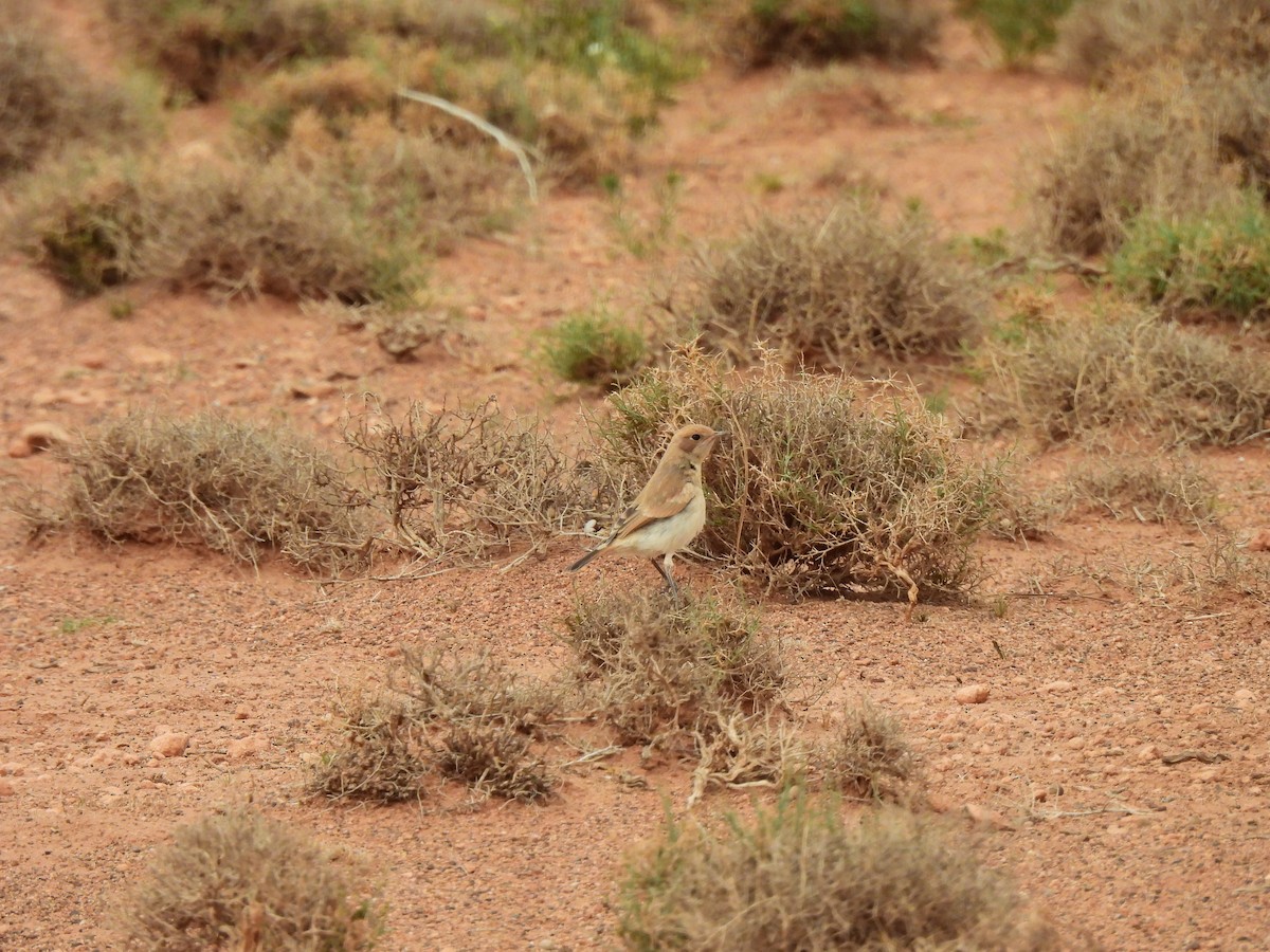 Desert Wheatear - ML619950561