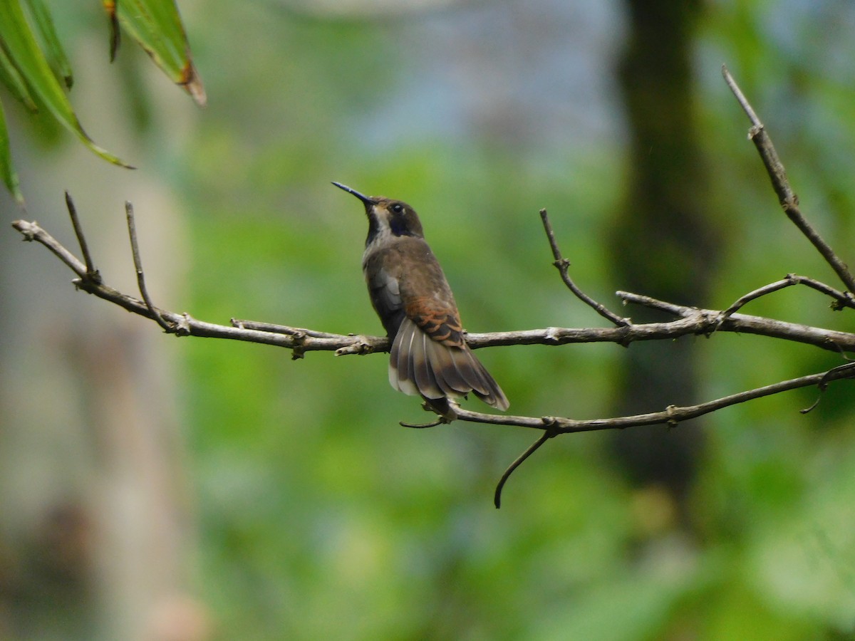 Brown Violetear - ML619950570