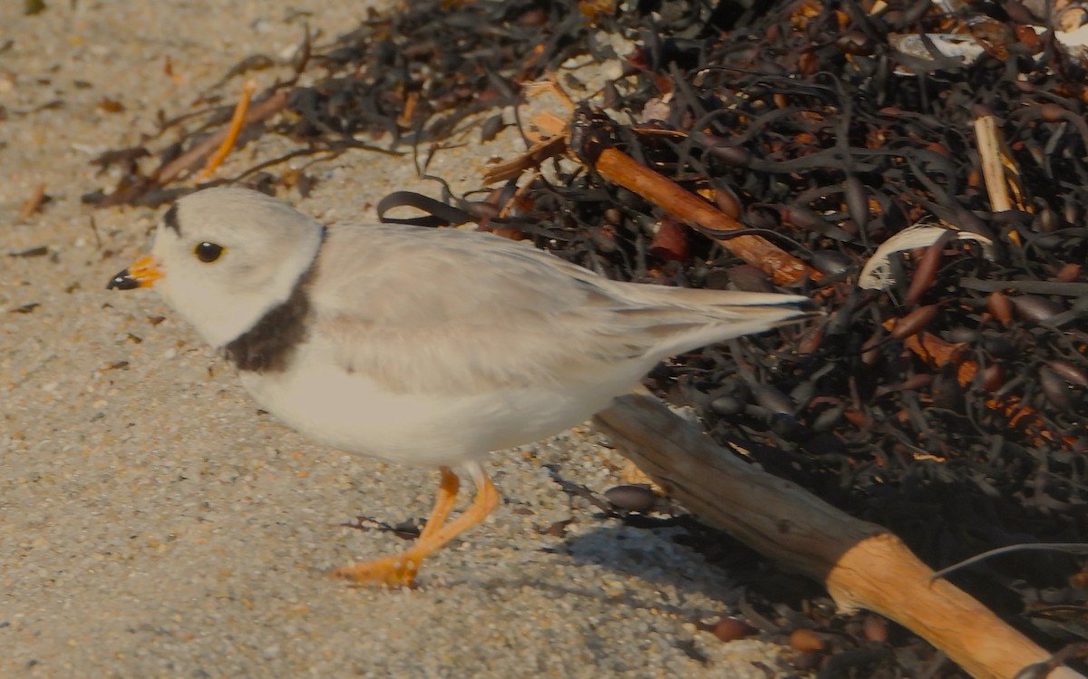 Piping Plover - ML619950586