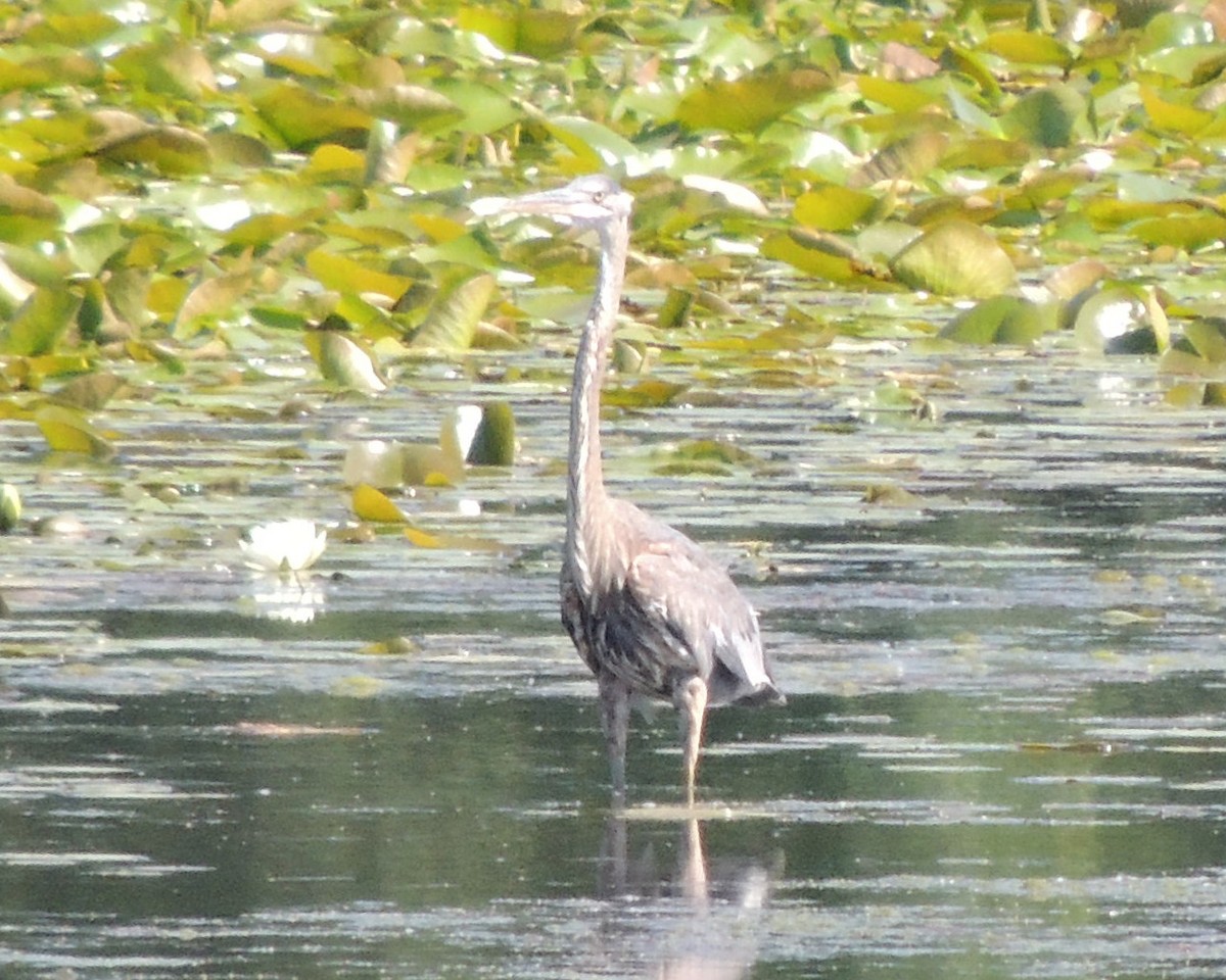 Great Blue Heron - ML619950590