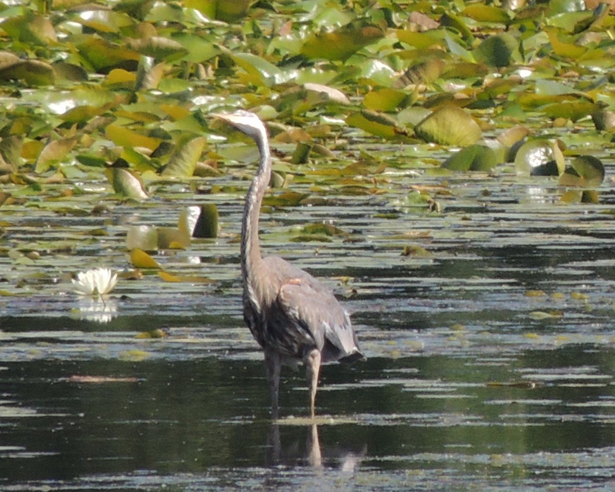 Great Blue Heron - ML619950591