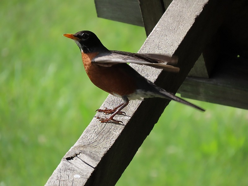 American Robin - ML619950618