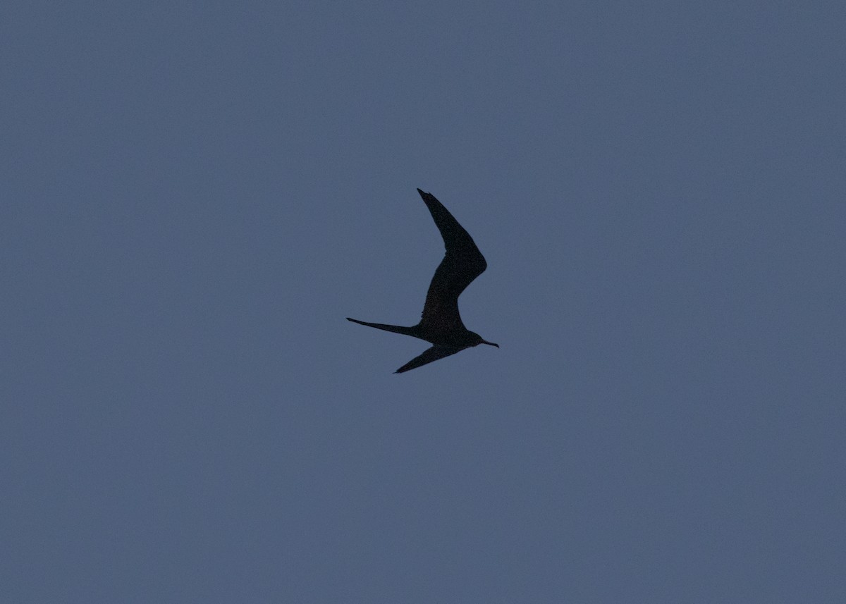 Magnificent Frigatebird - ML619950621