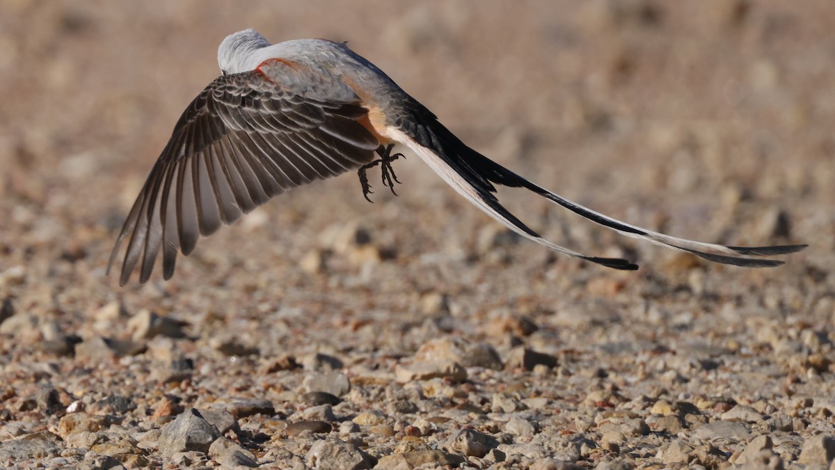 Scissor-tailed Flycatcher - ML619950637