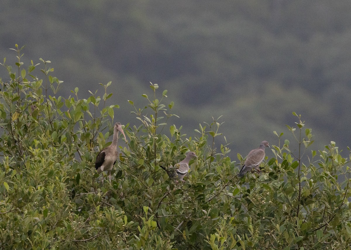 Picazuro Pigeon - ML619950640