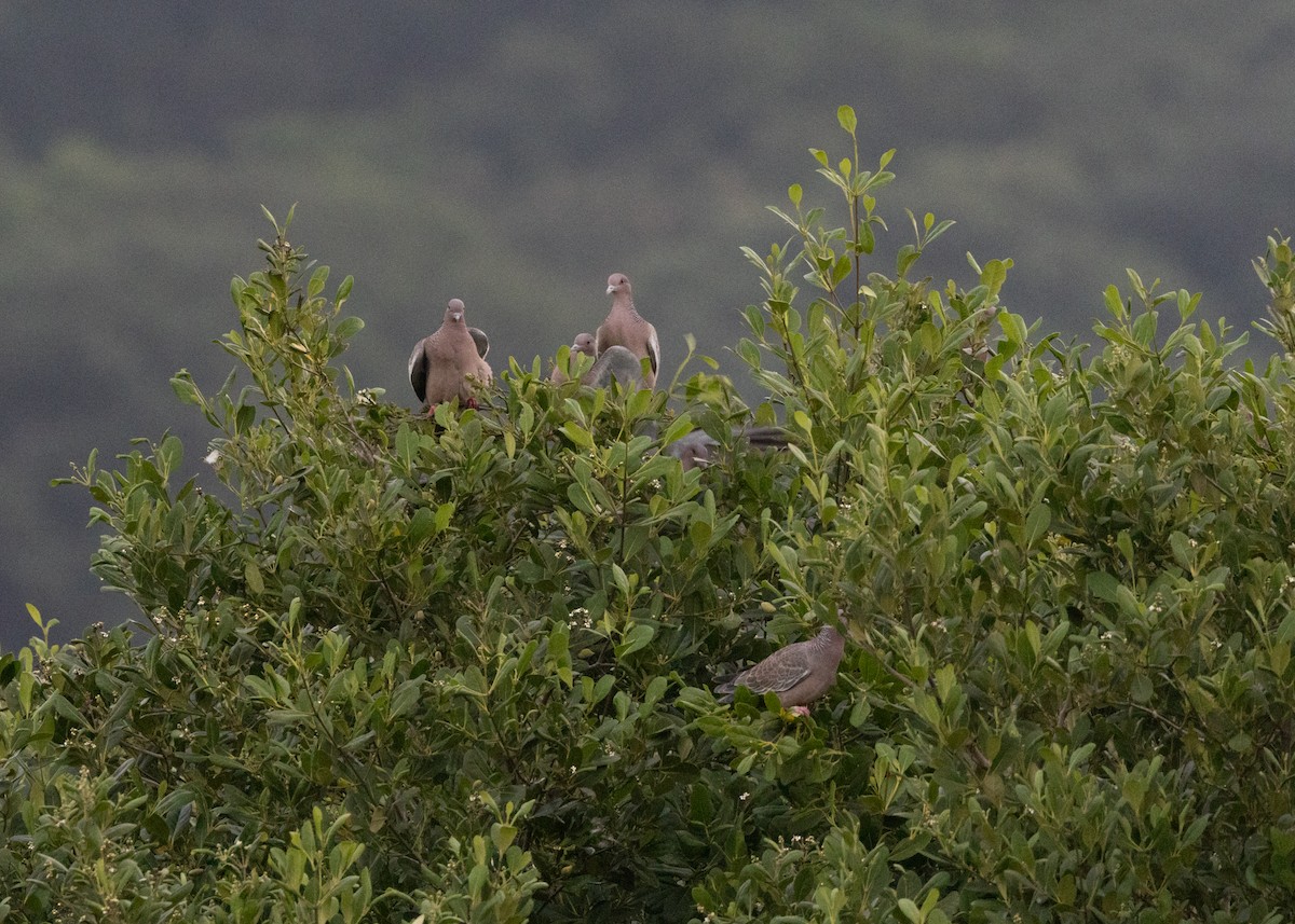 Picazuro Pigeon - ML619950642