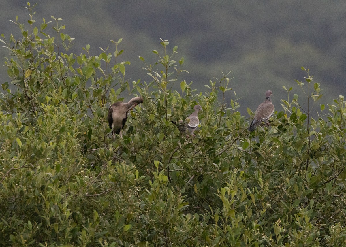 Picazuro Pigeon - ML619950643