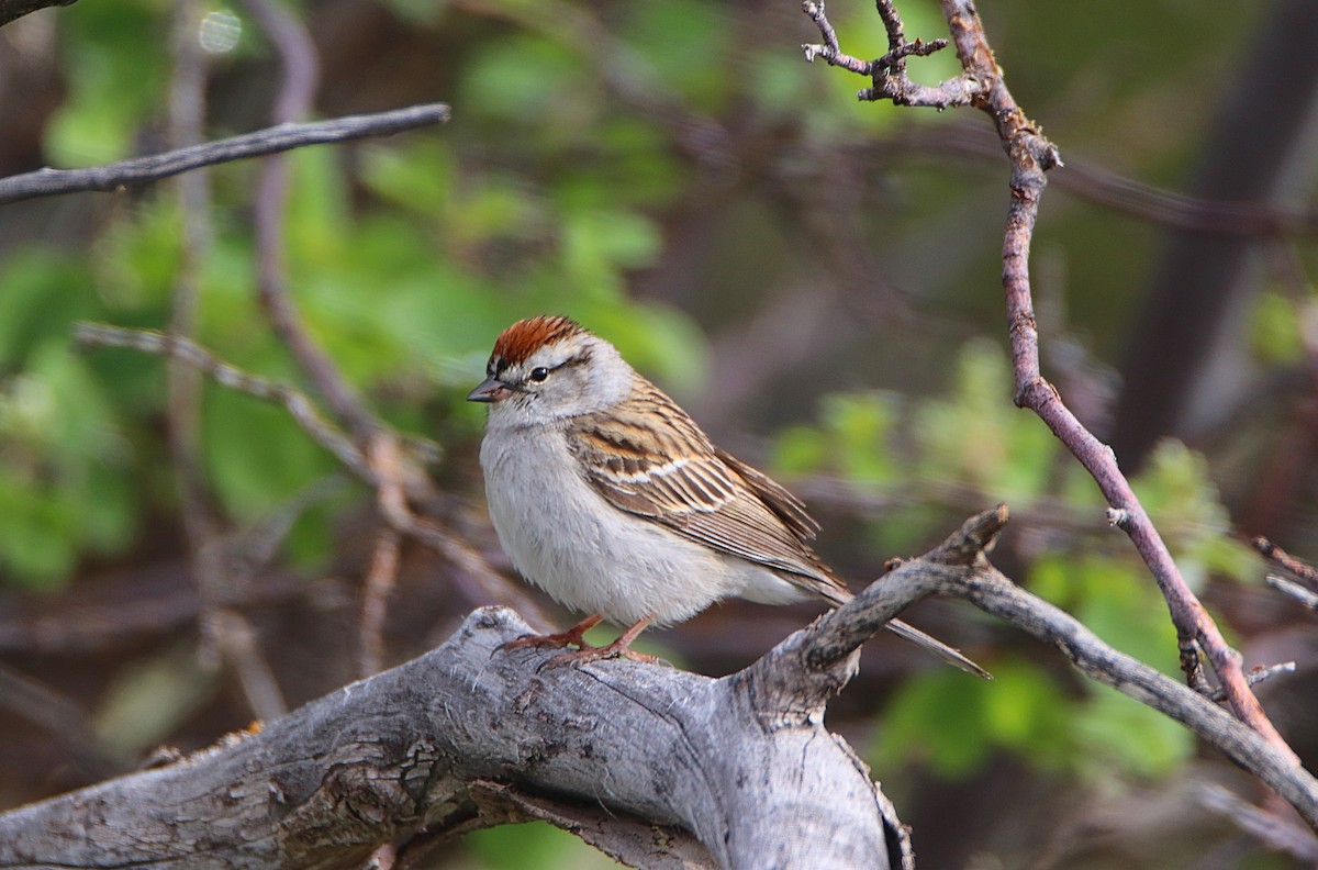 Chipping Sparrow - ML619950645