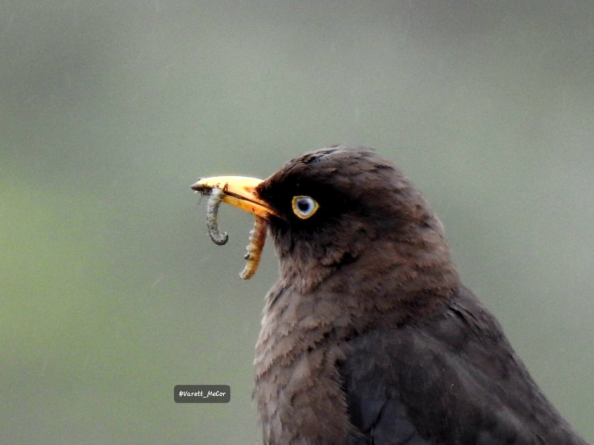 Sooty Thrush - ML619950655