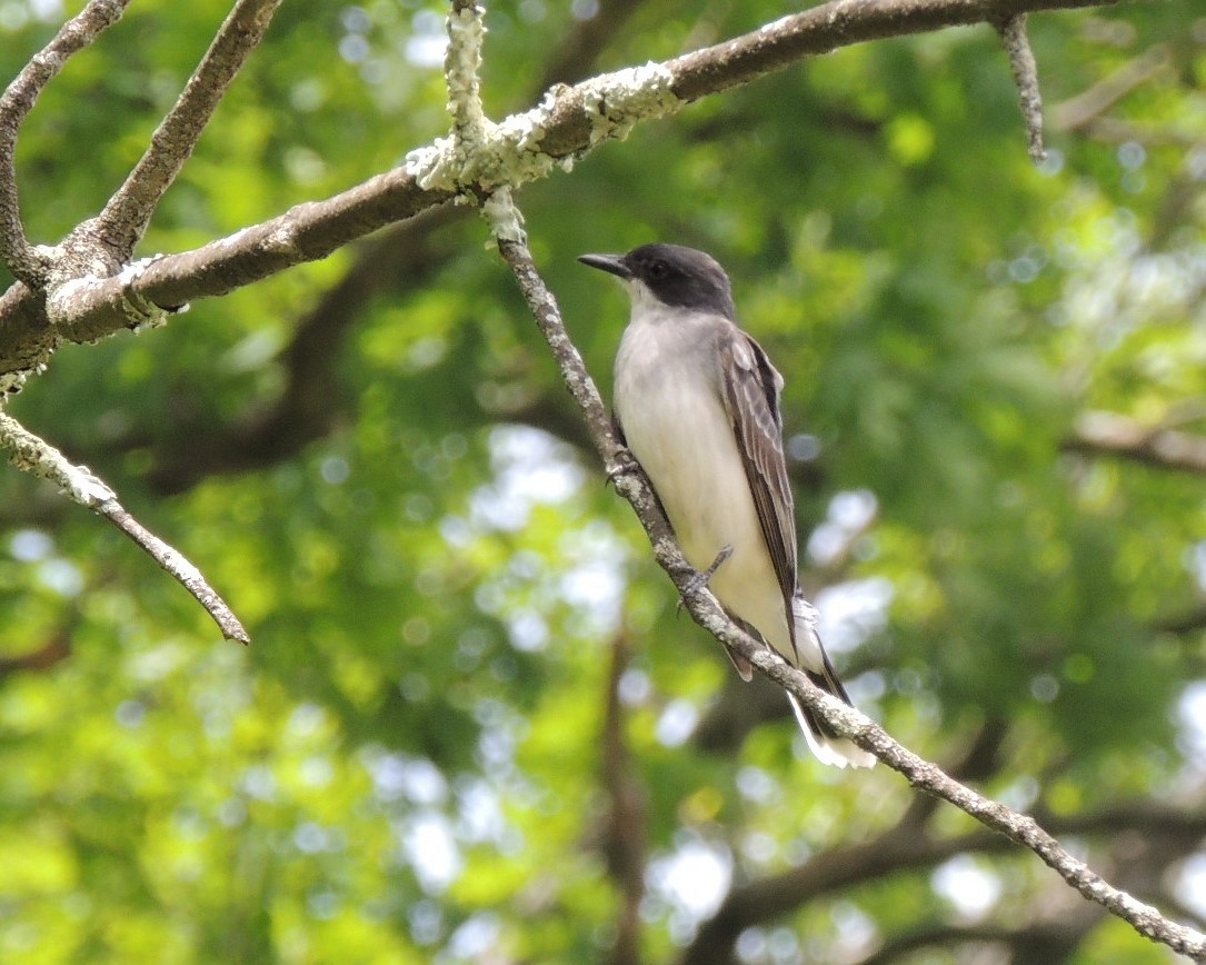 Eastern Kingbird - ML619950668