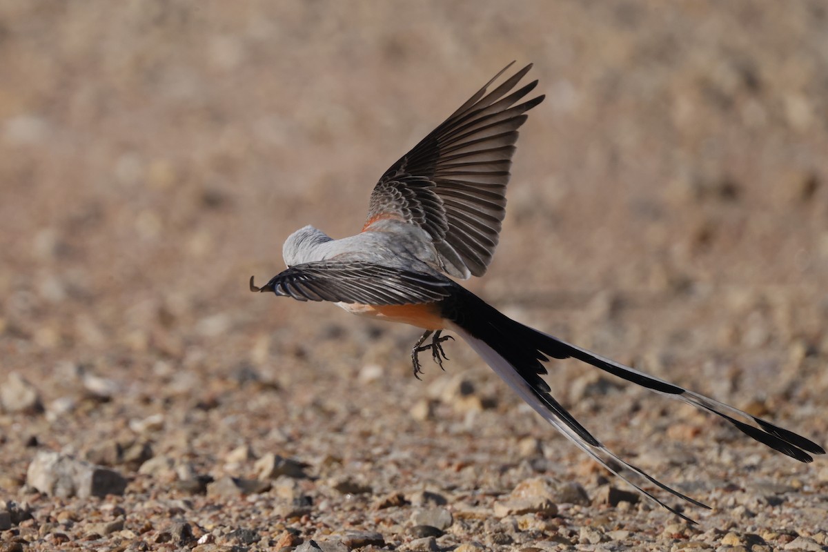 Scissor-tailed Flycatcher - ML619950673