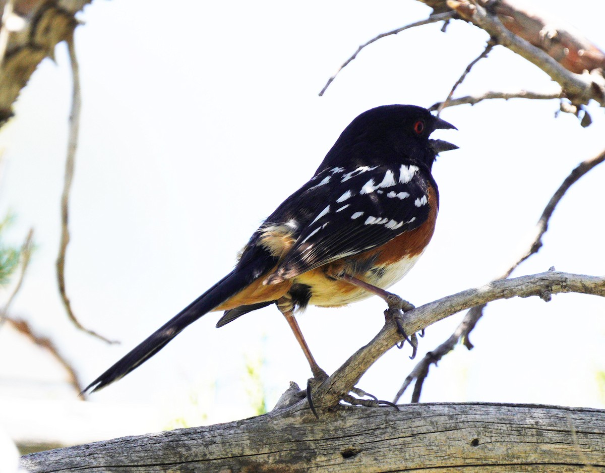 Spotted Towhee - ML619950686