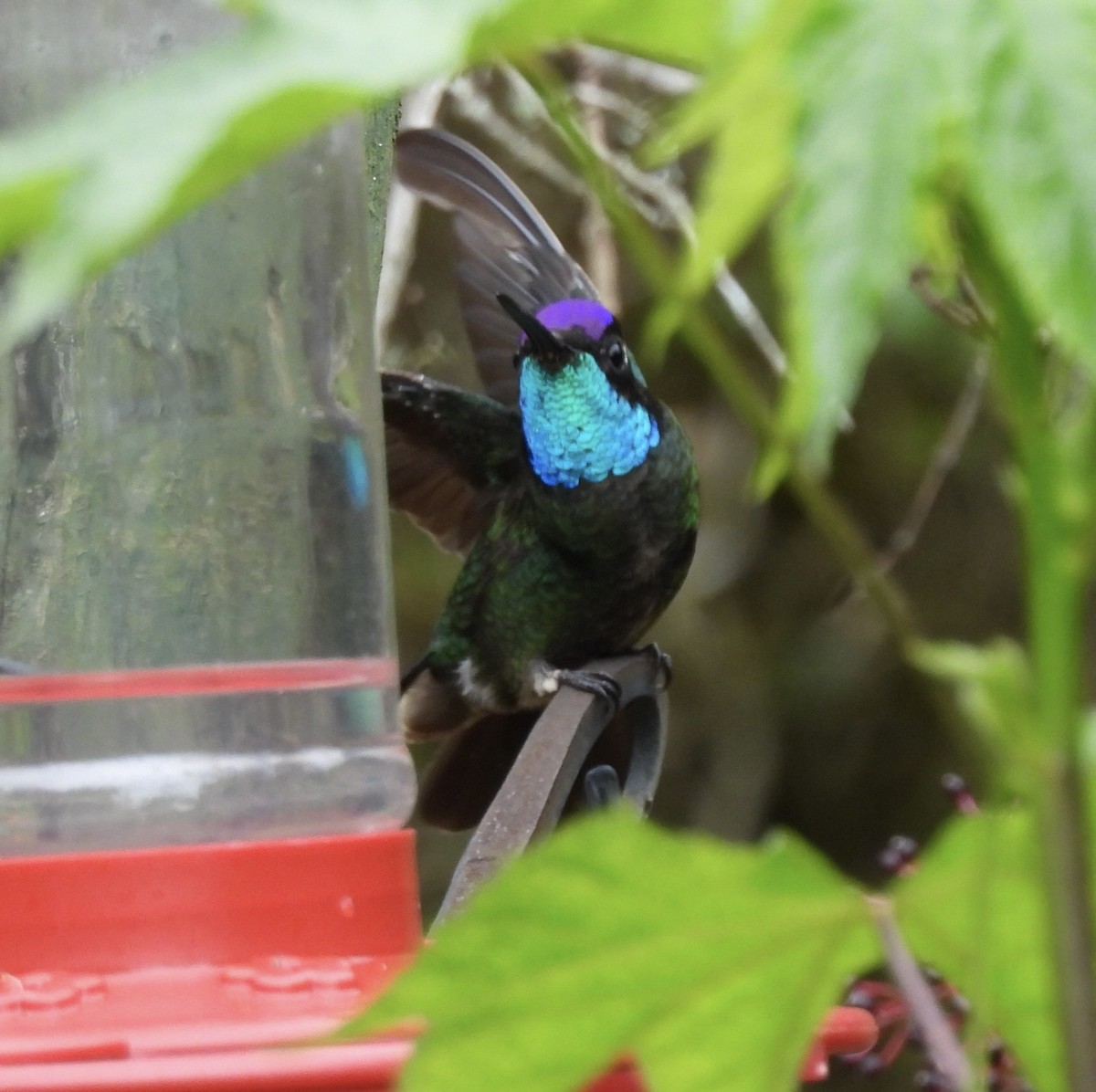 Talamanca Hummingbird - ML619950692