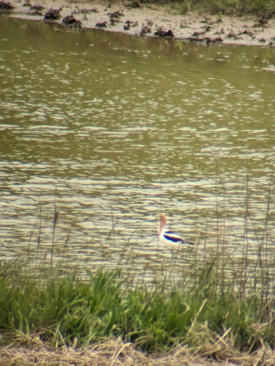 Avoceta Americana - ML619950695