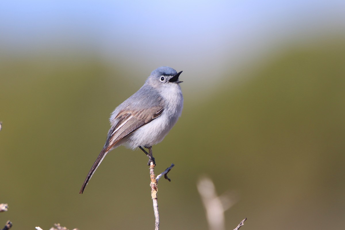 Blue-gray Gnatcatcher (obscura Group) - ML619950696
