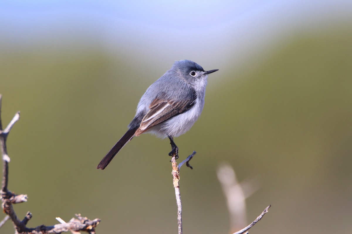 Blue-gray Gnatcatcher (obscura Group) - ML619950697