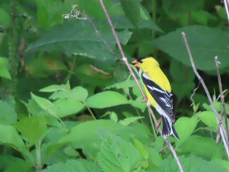 American Goldfinch - ML619950701