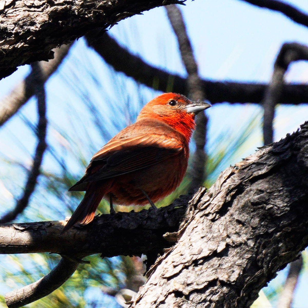 Hepatic Tanager (Northern) - ML619950703
