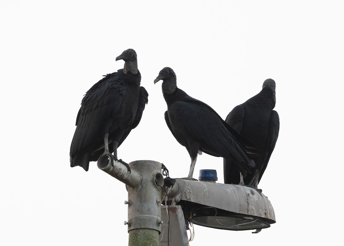 Black Vulture - ML619950711