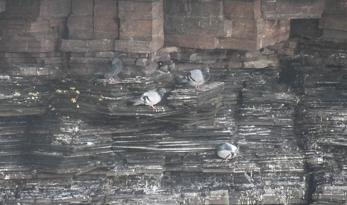Rock Pigeon (Feral Pigeon) - ML619950750