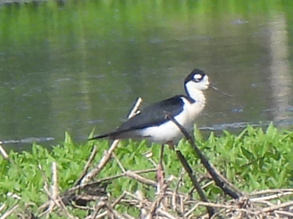 Black-necked Stilt - ML619950785