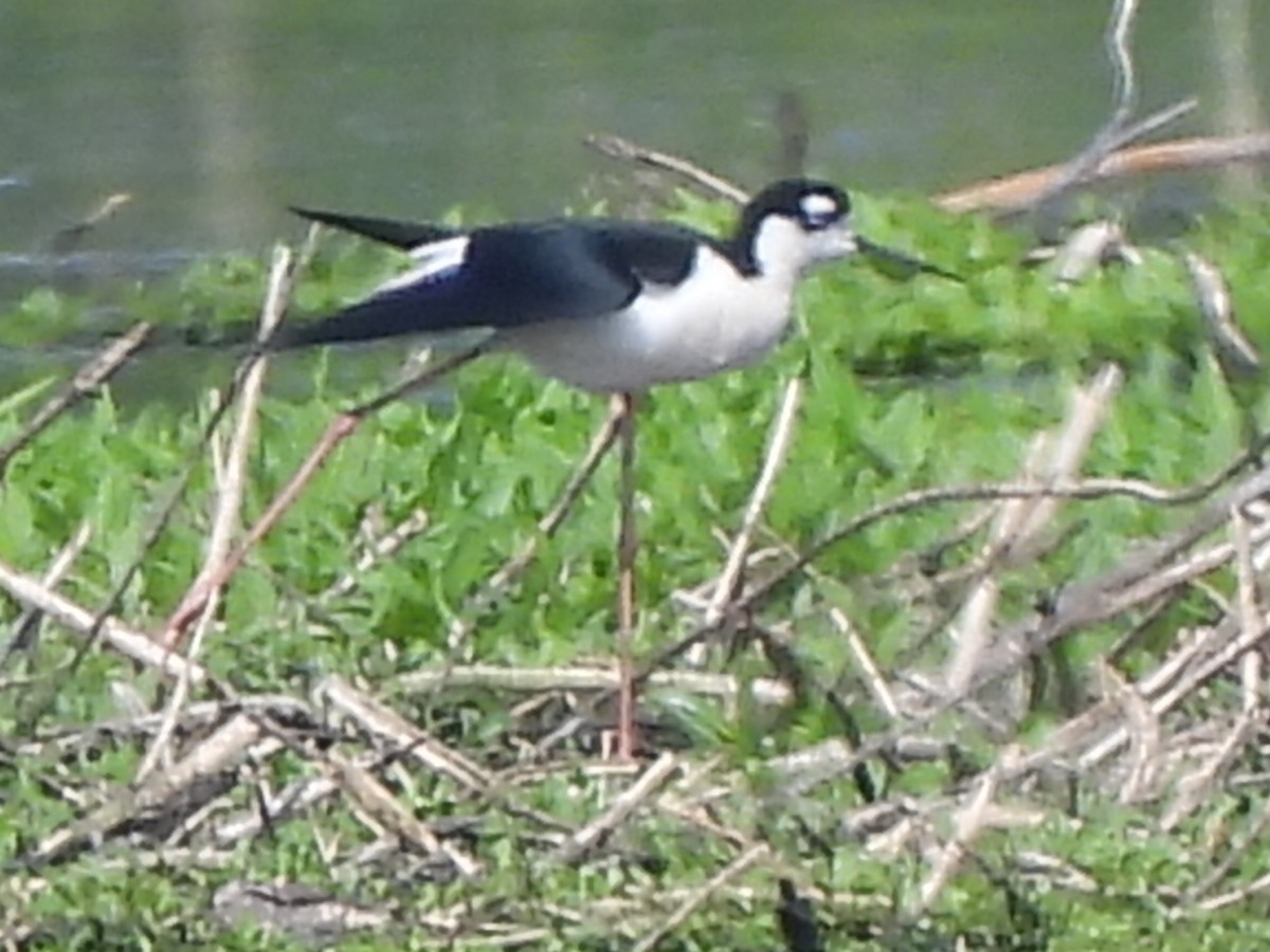 Black-necked Stilt - ML619950786