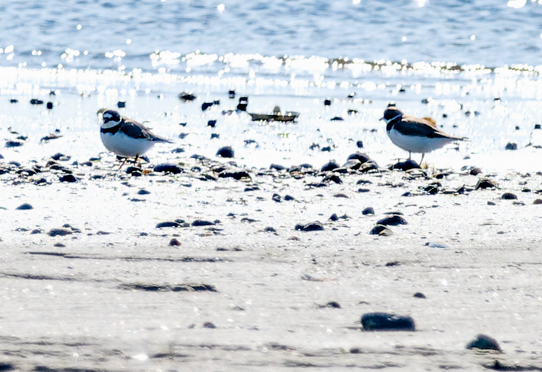 Semipalmated Plover - ML619950793