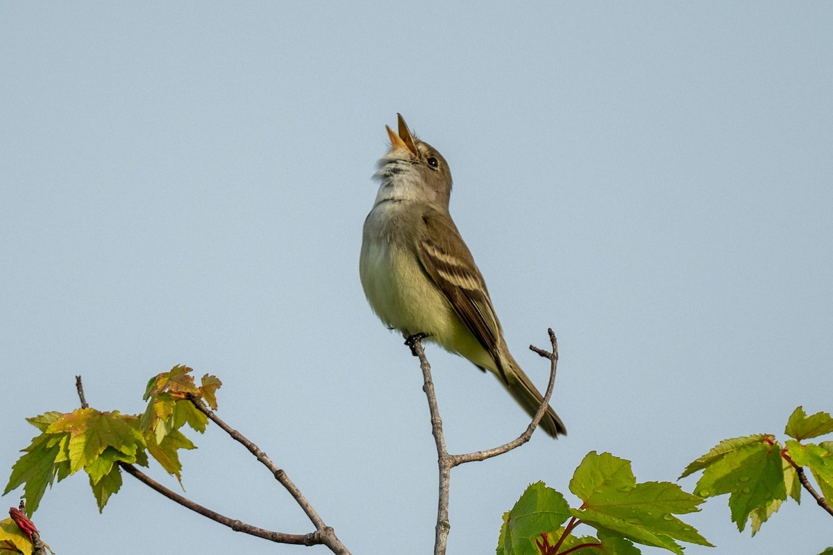 Willow Flycatcher - ML619950795