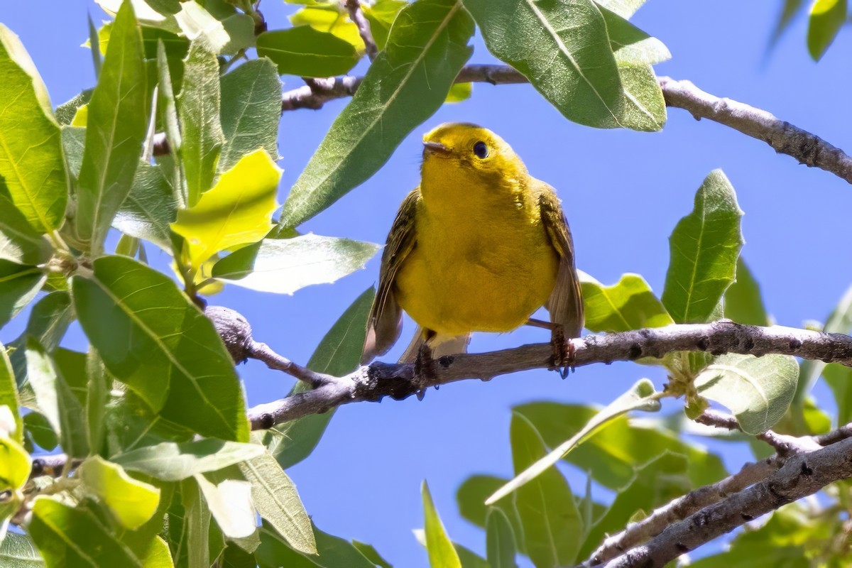 Wilson's Warbler - ML619950800