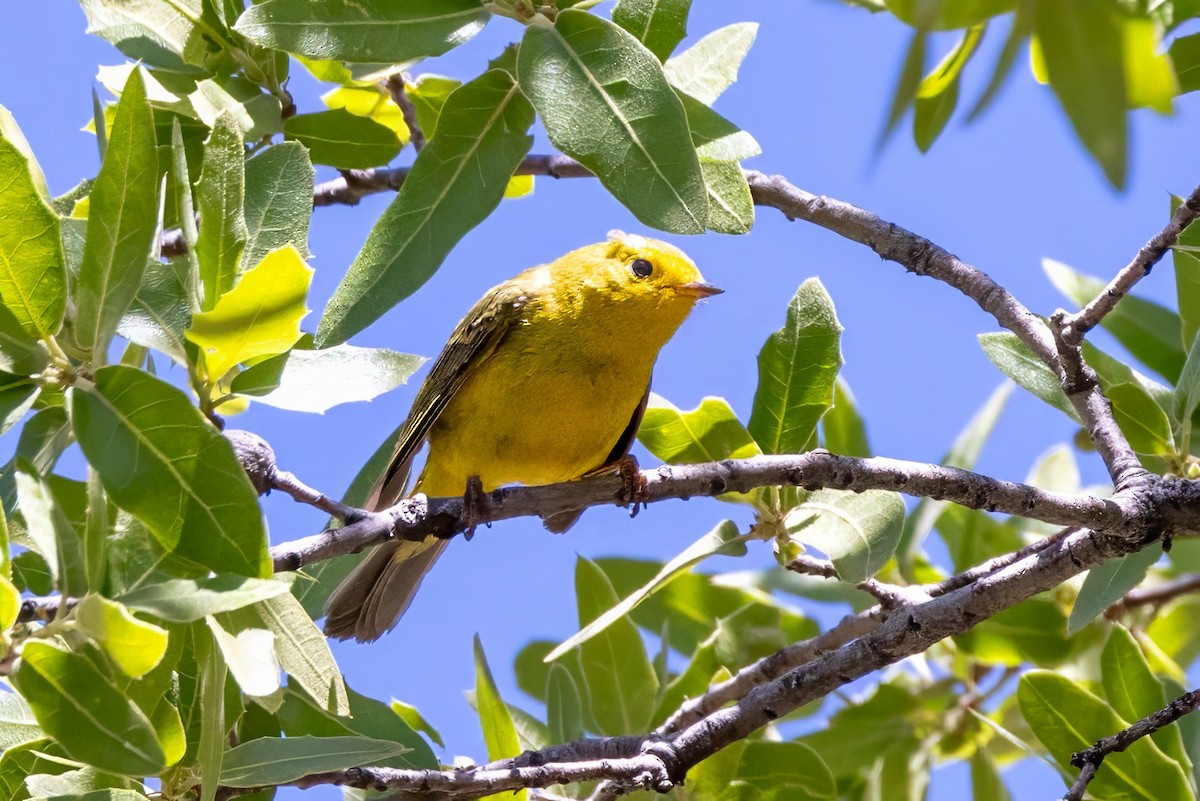 Wilson's Warbler - ML619950803