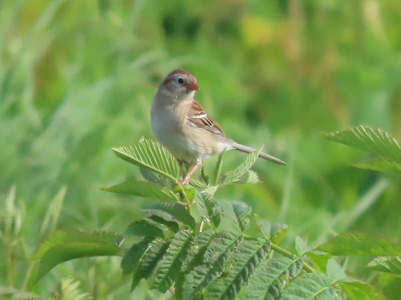 Field Sparrow - ML619950811