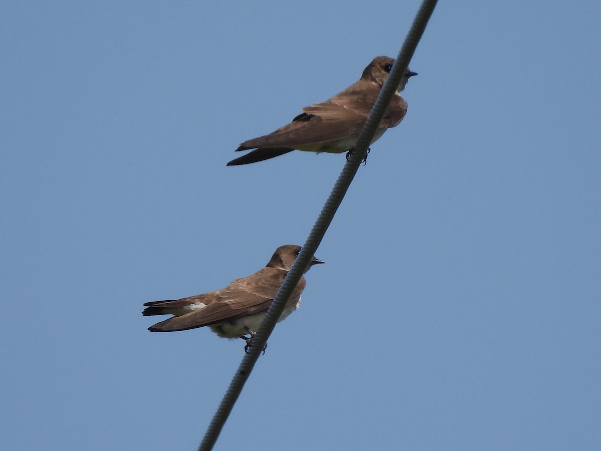 Northern Rough-winged Swallow - ML619950812