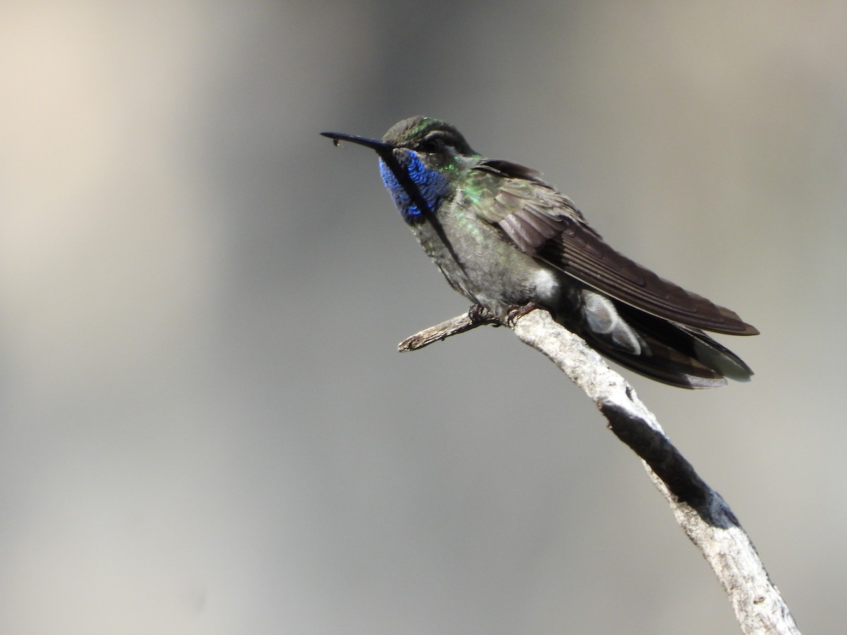 kolibřík blankytohrdlý - ML619950813