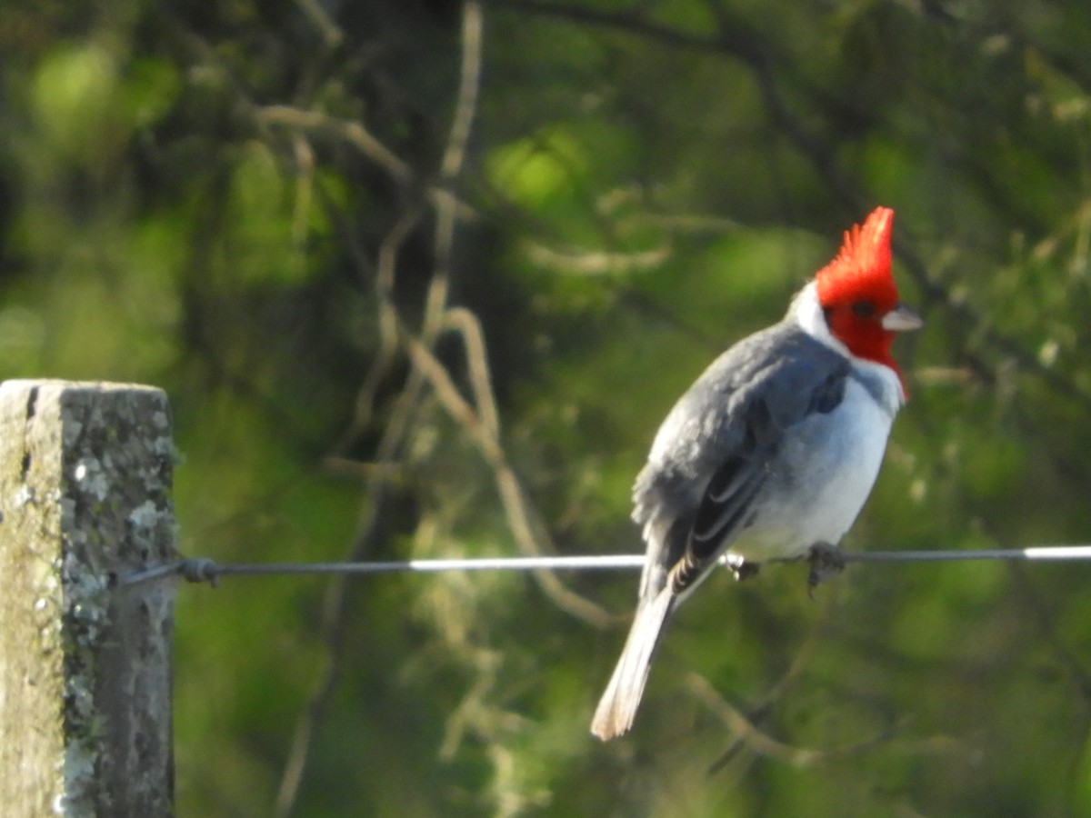 Red-crested Cardinal - ML619950821