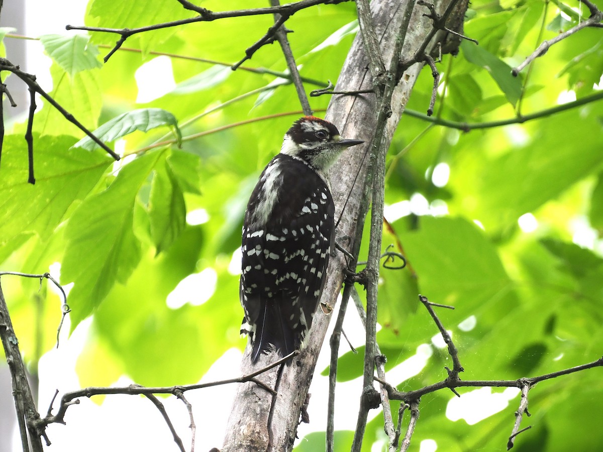 Downy Woodpecker - ML619950833