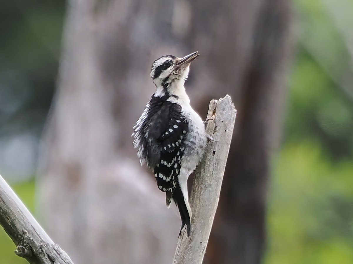 Hairy Woodpecker - ML619950839