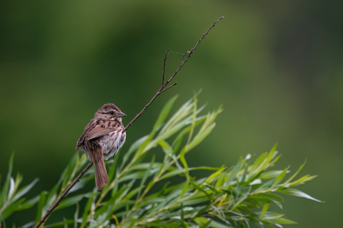 Song Sparrow - ML619950854