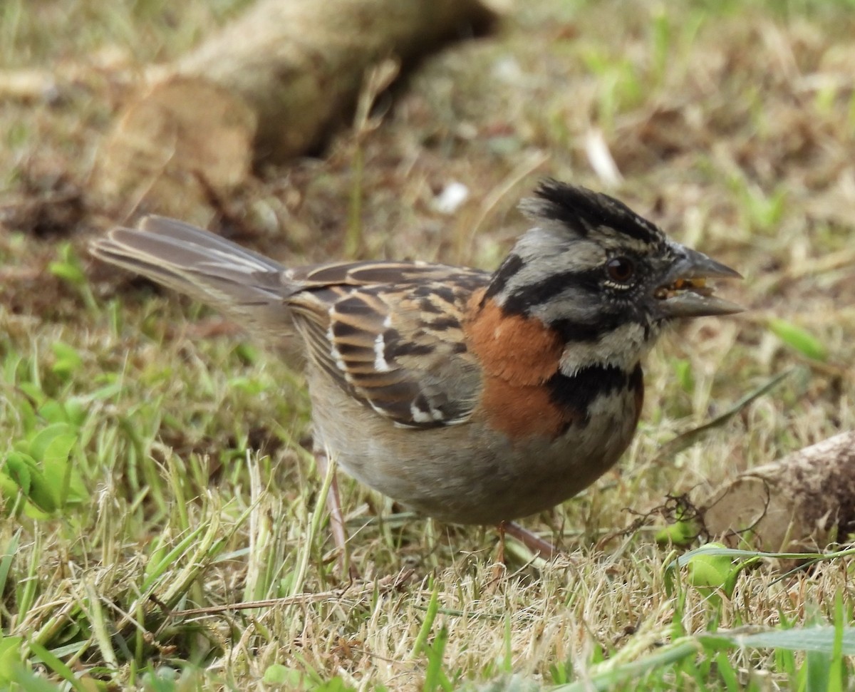Rufous-collared Sparrow - ML619950855