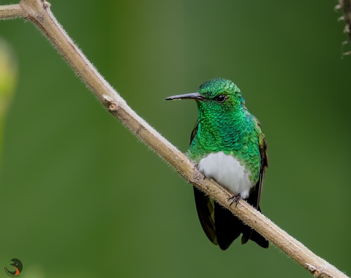 Snowy-bellied Hummingbird - ML619950860